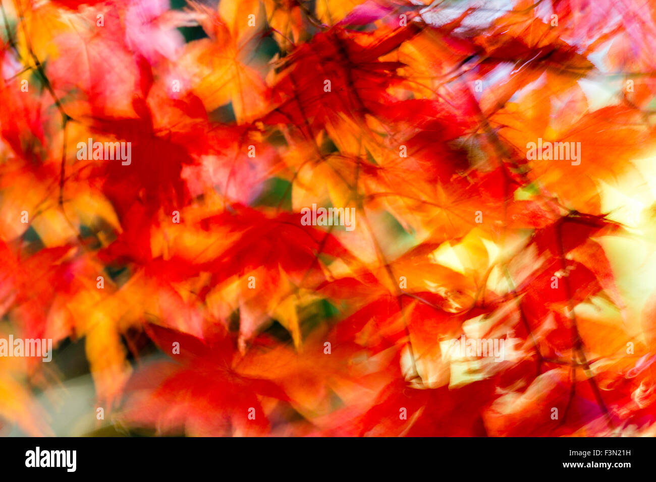 Blurred leaves blowing in wind hires stock photography and images Alamy
