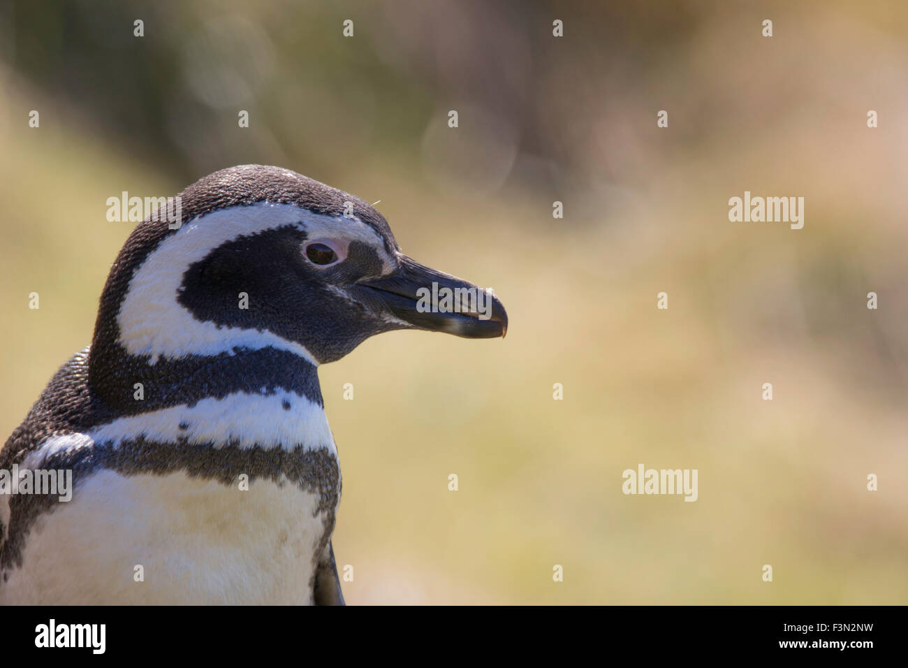 Close up of Magellanic Penguin. Stock Photo