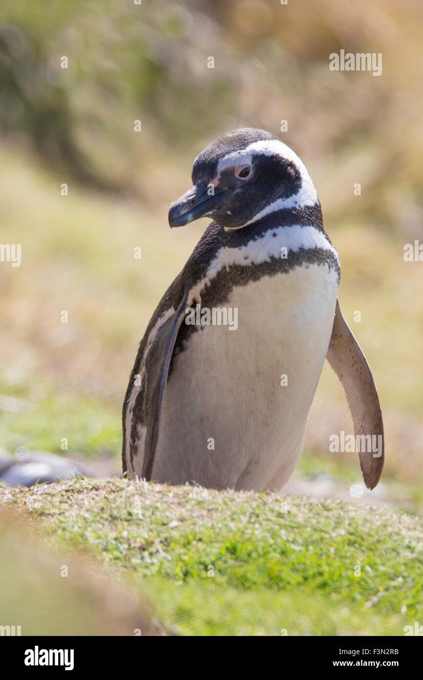 Magellanic Penguin standing by it's burrow, Gypsy Cove, Falkland Islands. Stock Photo