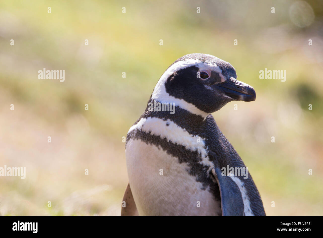 Magellanic Penguin portrait, Gypsy Cove, Falkland Islands Stock Photo