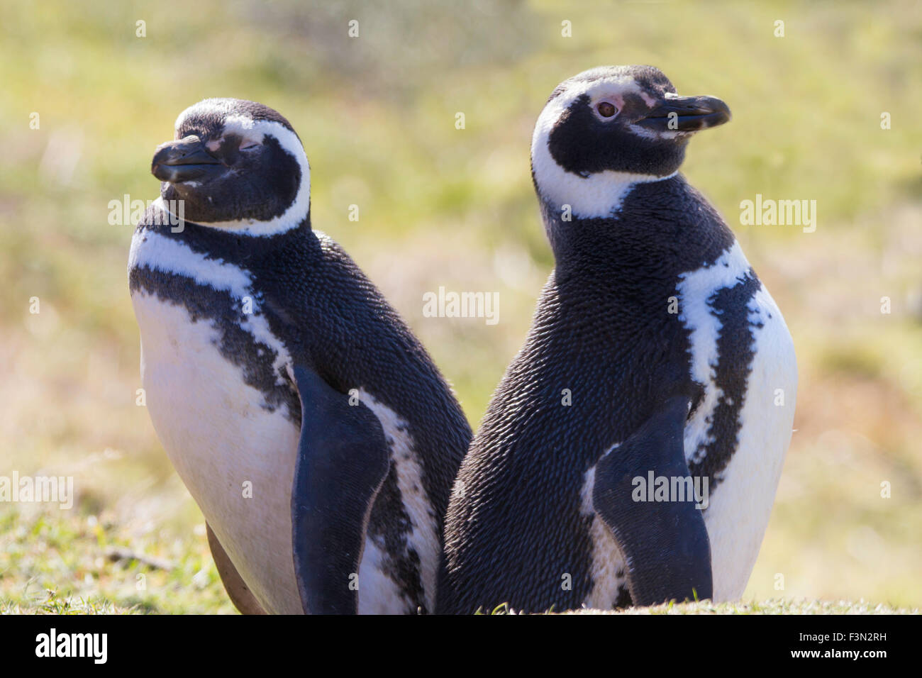 Pair of Magellanic penguins in their colony at Gypsy Cove, Falkland Islands. Stock Photo