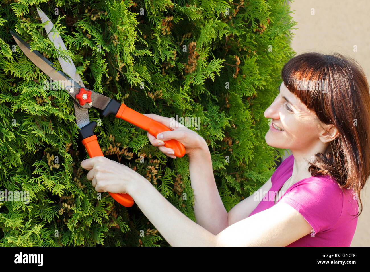 Woman uses gardening tool to trim hedge, cutting bushes with garden