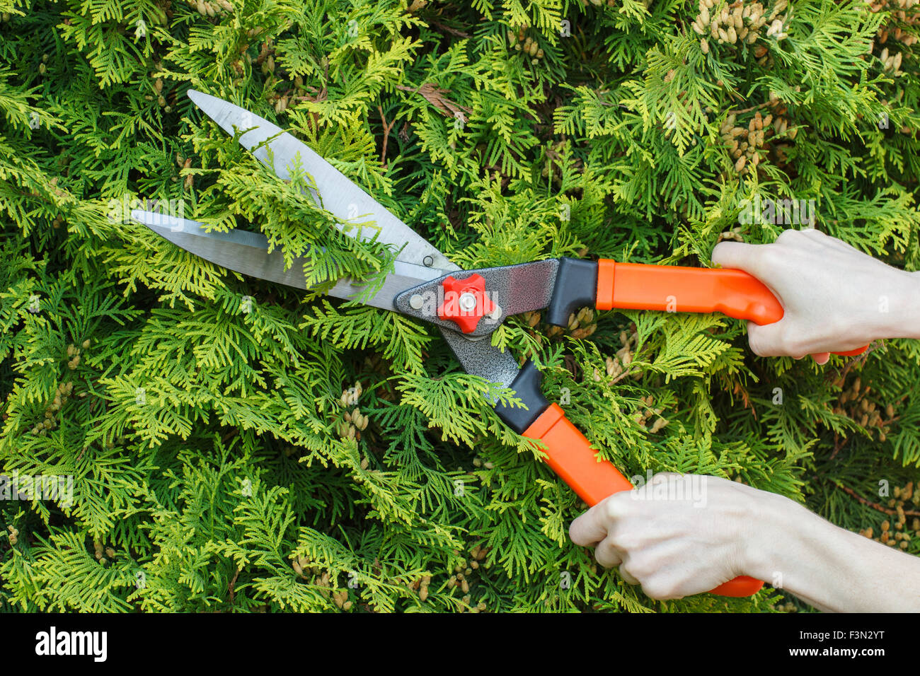 Hands of woman uses gardening tool to trim hedge, cutting bushes with