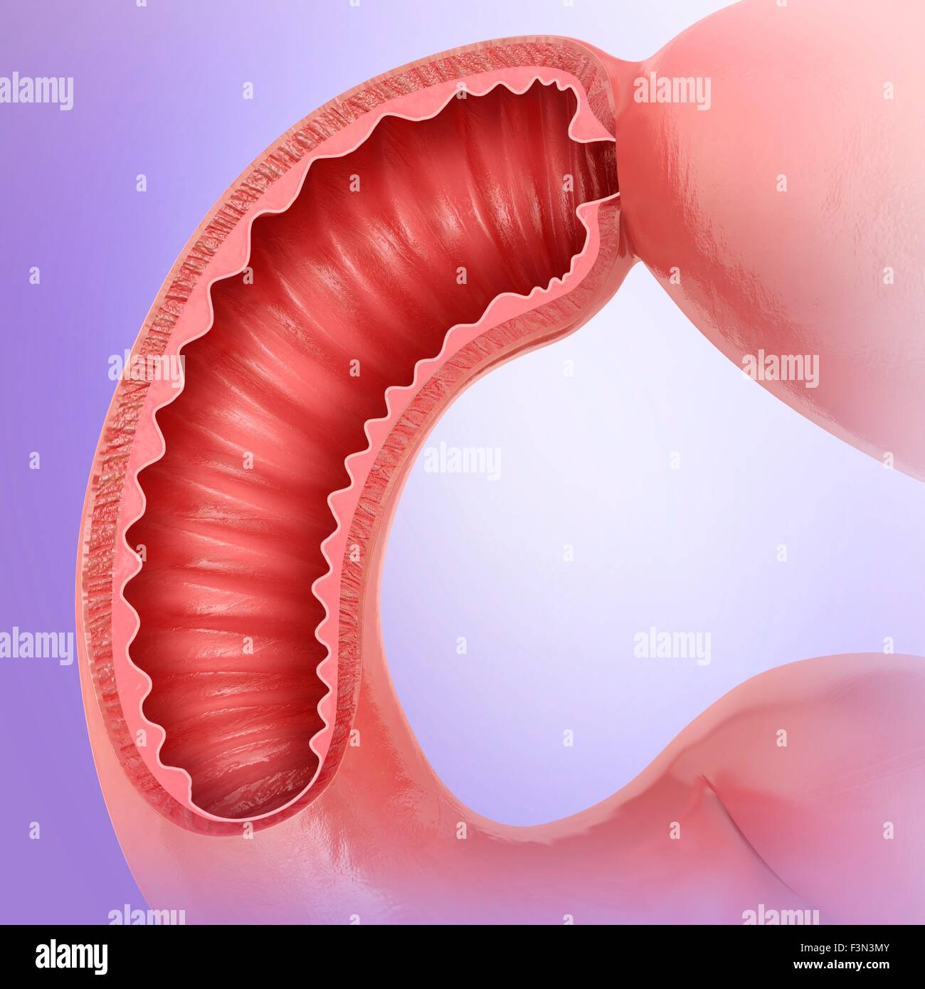 Small intestine, illustration Stock Photo - Alamy