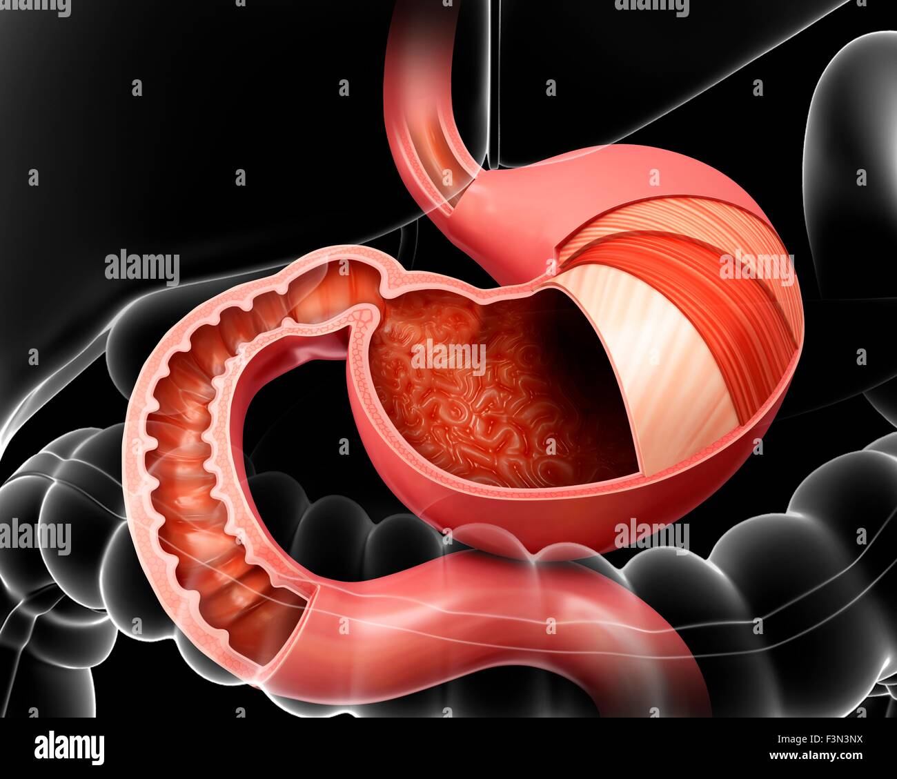 Ladder Intestine Stomach layers and small intestine Stock Photo - Alamy
