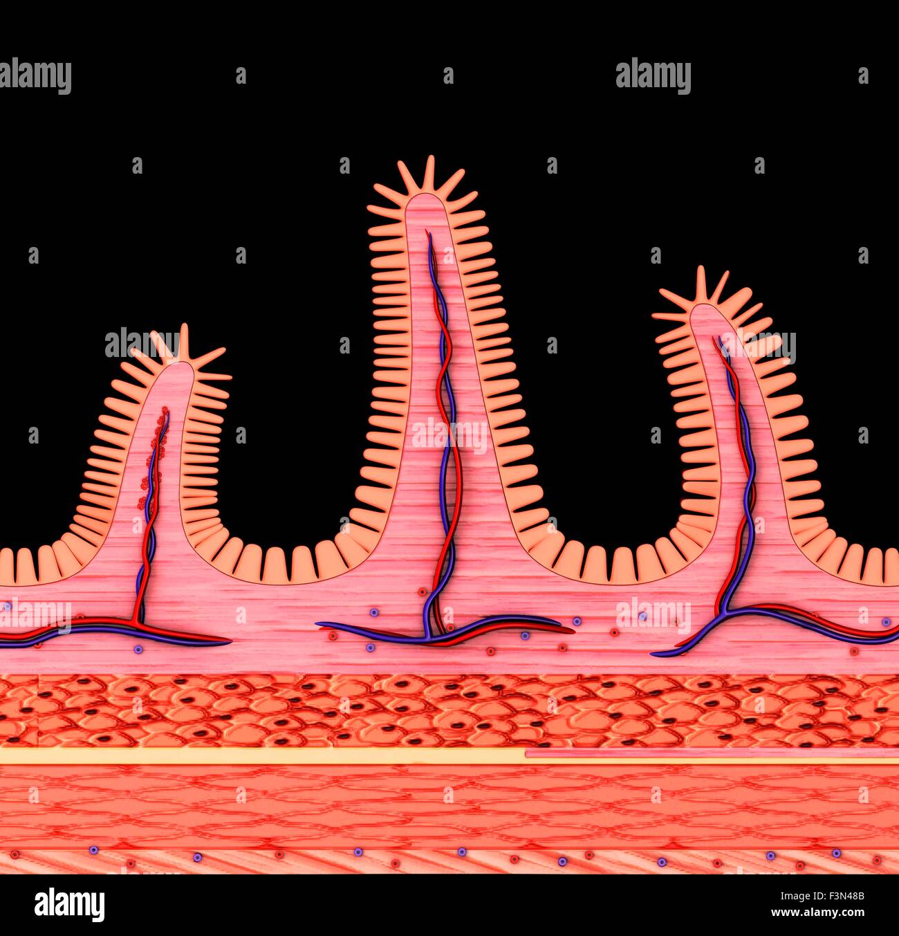 Small intestine walls hi-res stock photography and images - Page 2 - Alamy