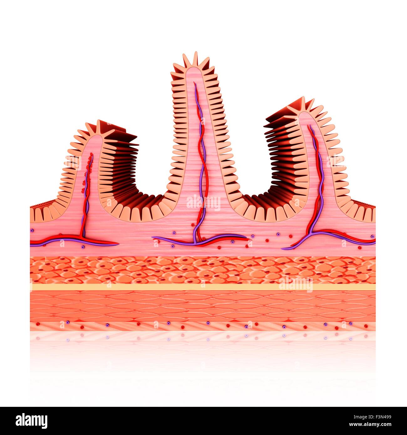 Small intestine walls hi-res stock photography and images - Page 2 - Alamy