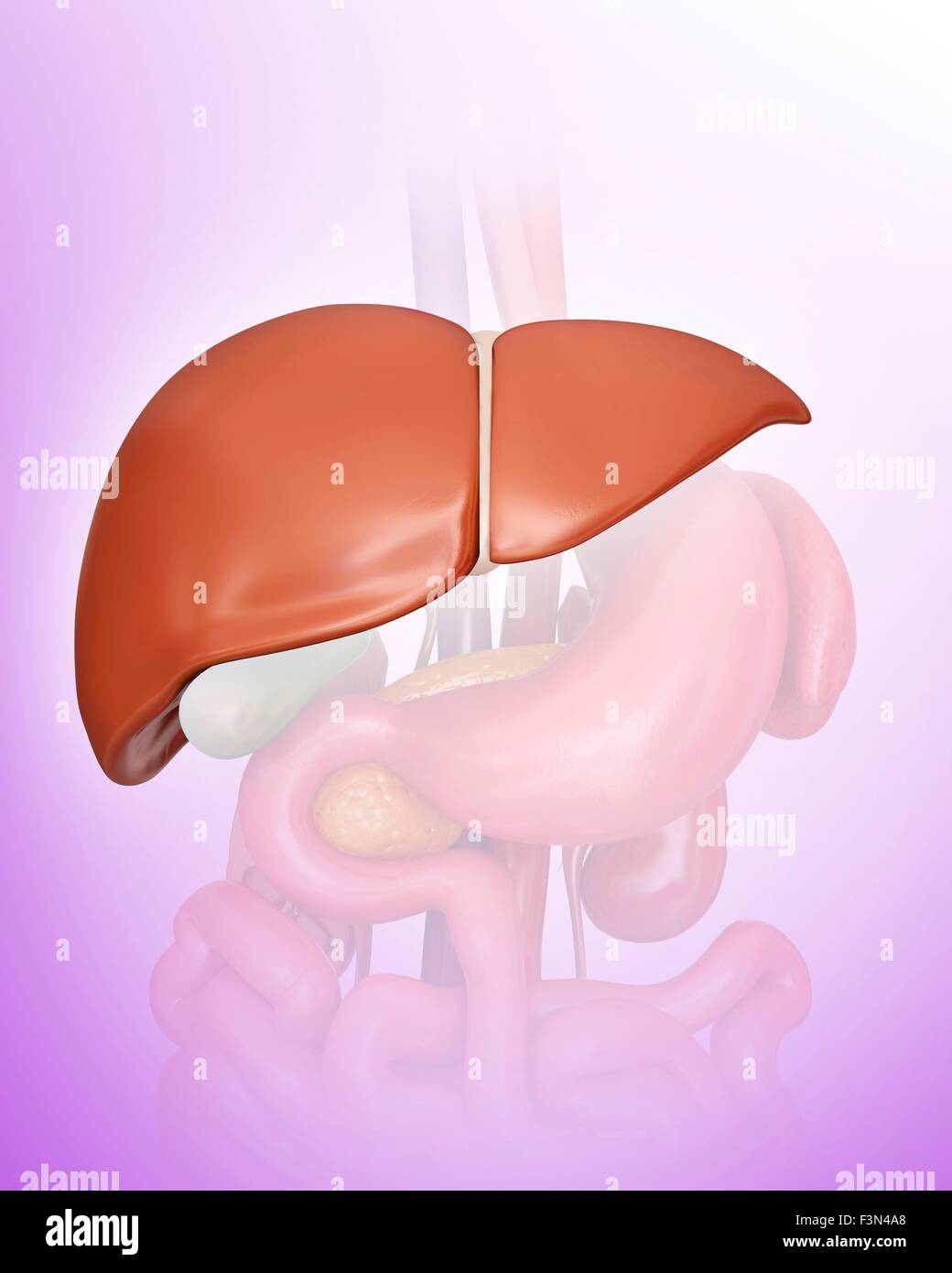 Liver computer illustration human hi-res stock photography and images ...