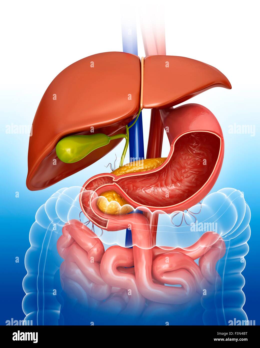 Cross section of stomach, illustration Stock Photo - Alamy