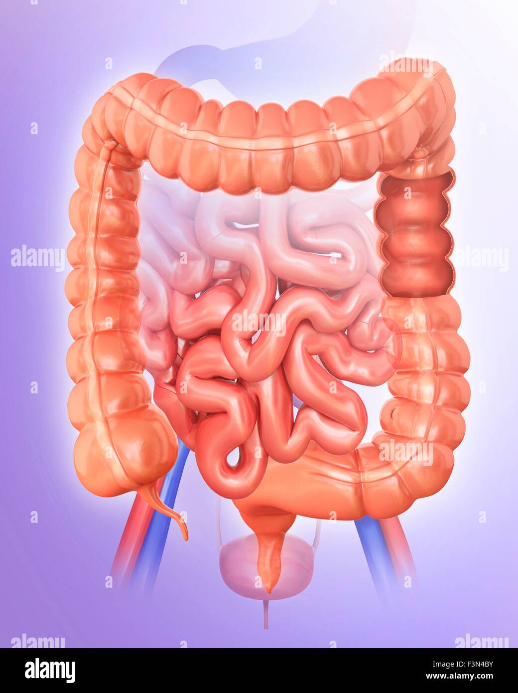 Large Intestine Fill In Large intestine, illustration Stock Photo - Alamy