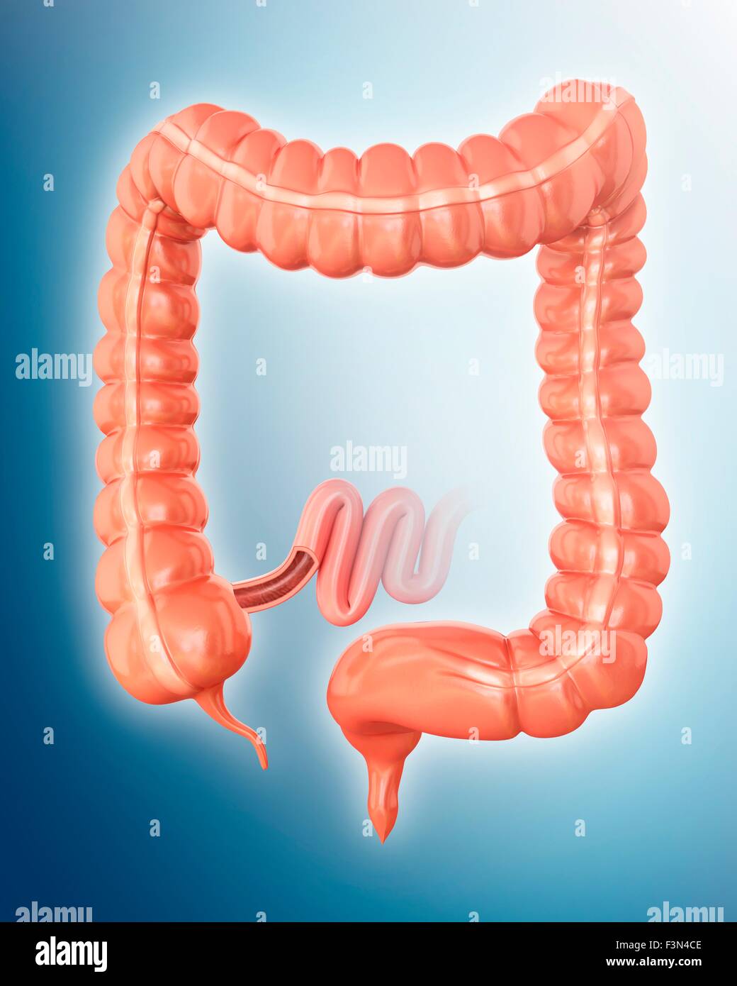 Large intestine, illustration Stock Photo - Alamy