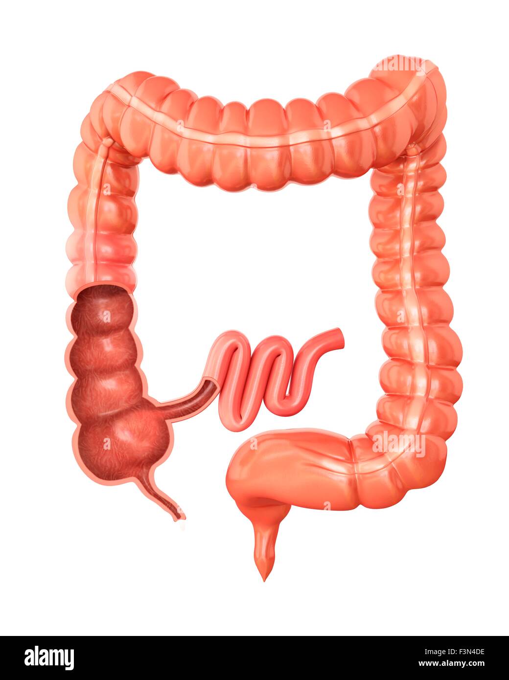 Large intestine, illustration Stock Photo - Alamy