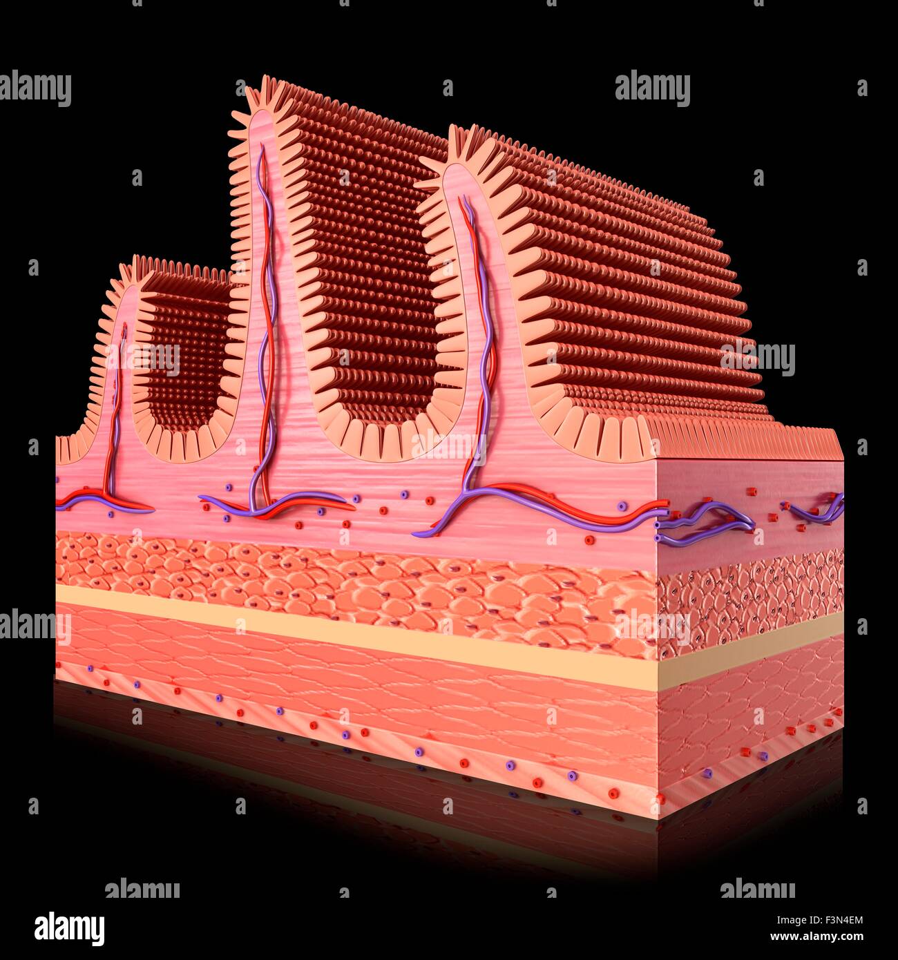 Small intestine walls hi-res stock photography and images - Page 2 - Alamy