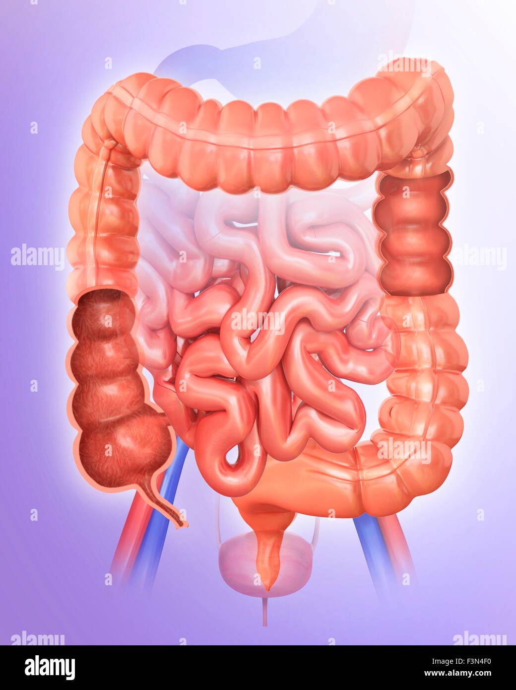 Intestines illustration hi-res stock photography and images - Alamy