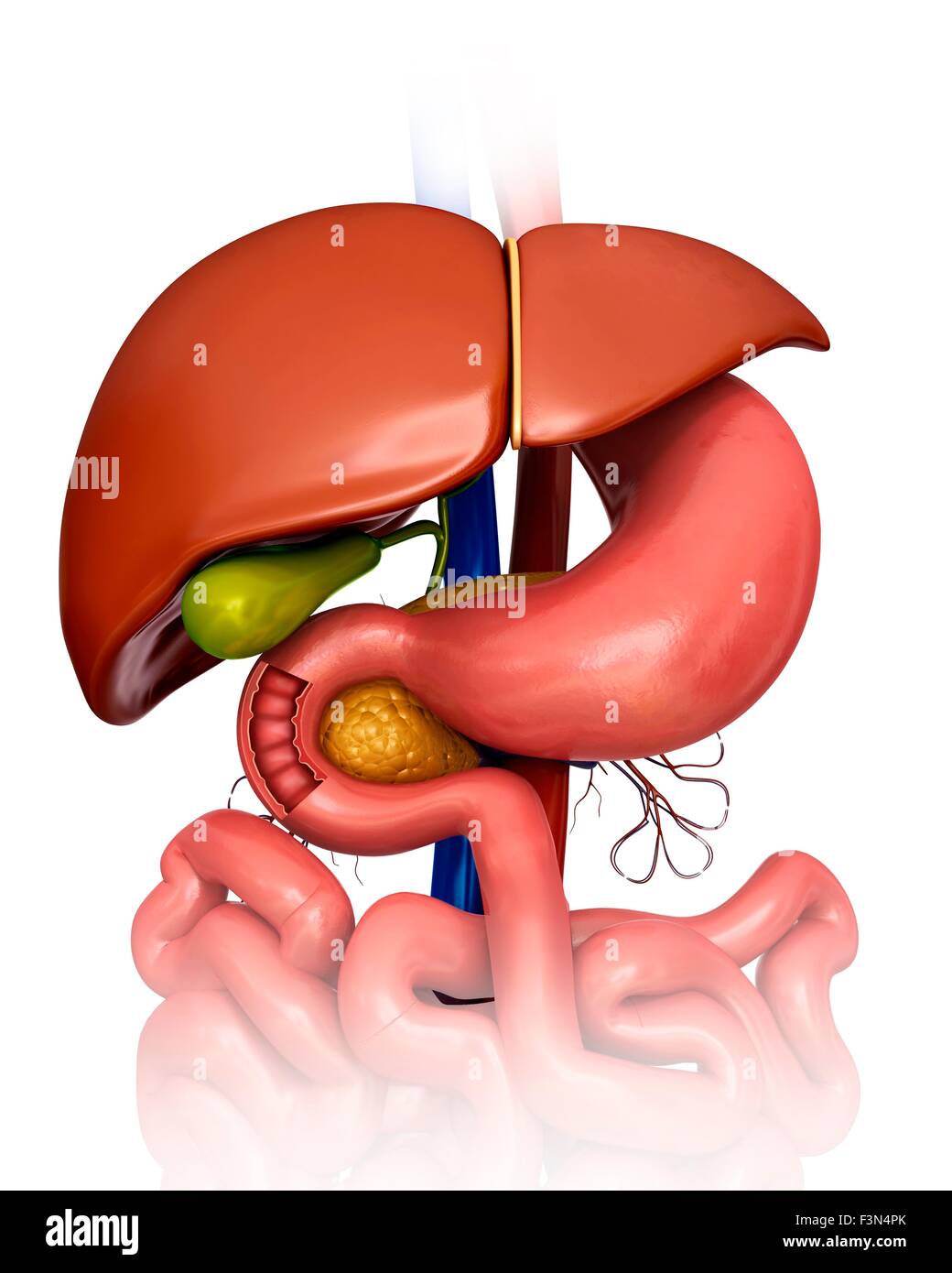 Human internal organs, illustration Stock Photo - Alamy