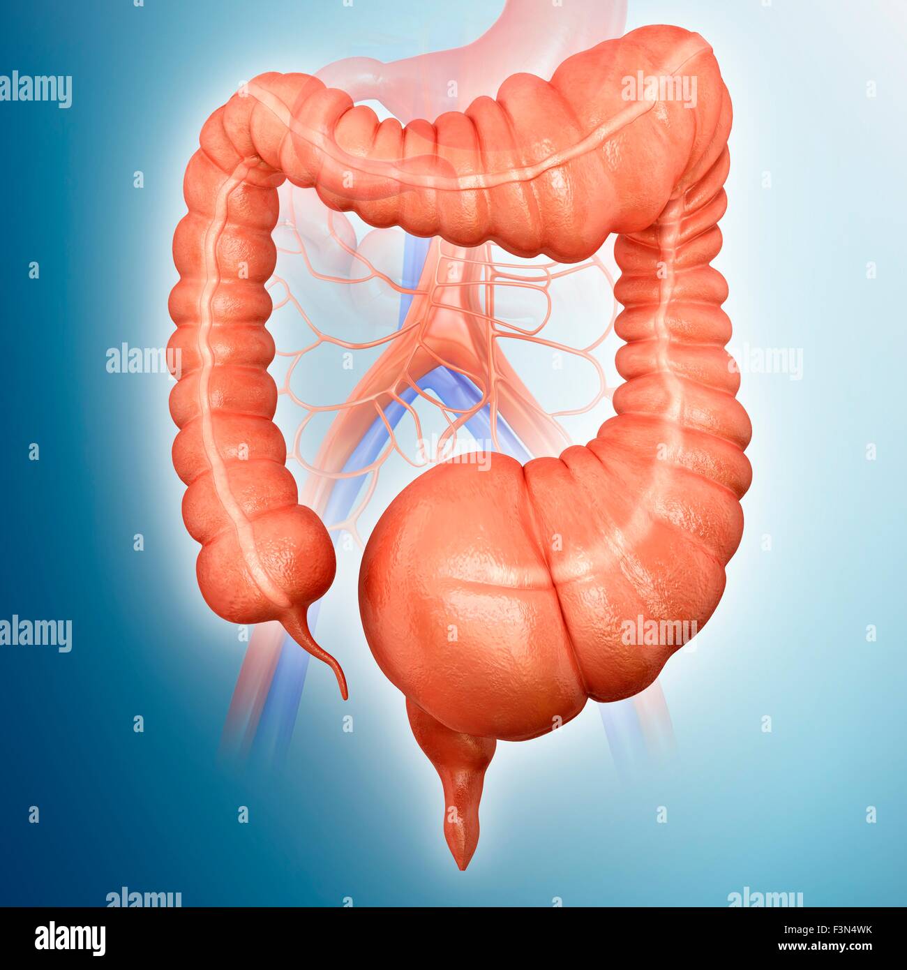 Megacolon hi-res stock photography and images - Alamy