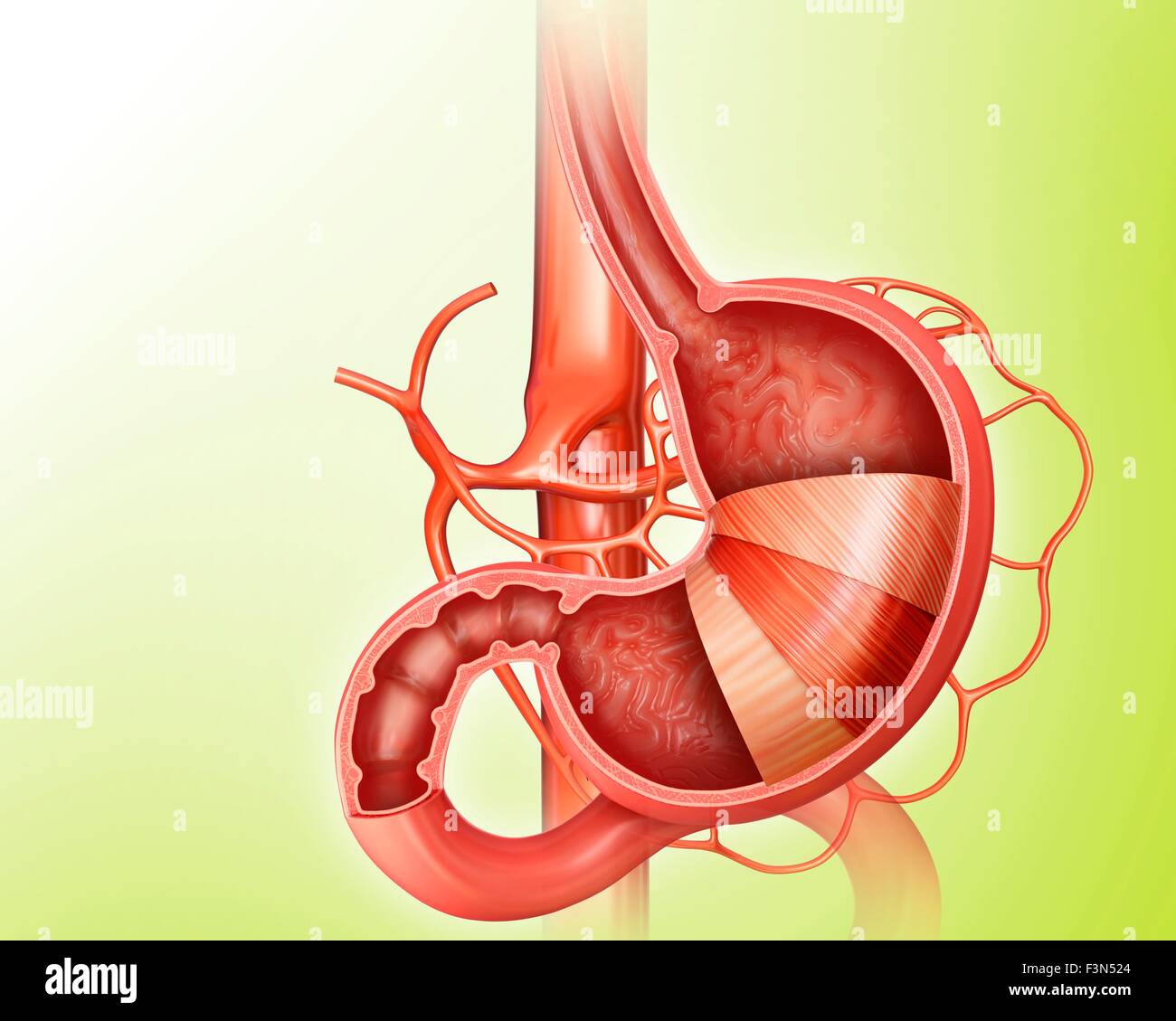 Stomach layers hi-res stock photography and images - Alamy