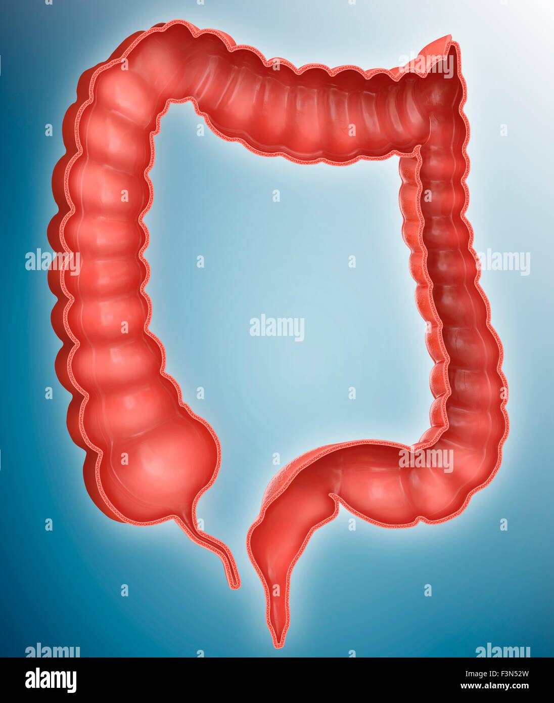 Large intestine, illustration Stock Photo - Alamy