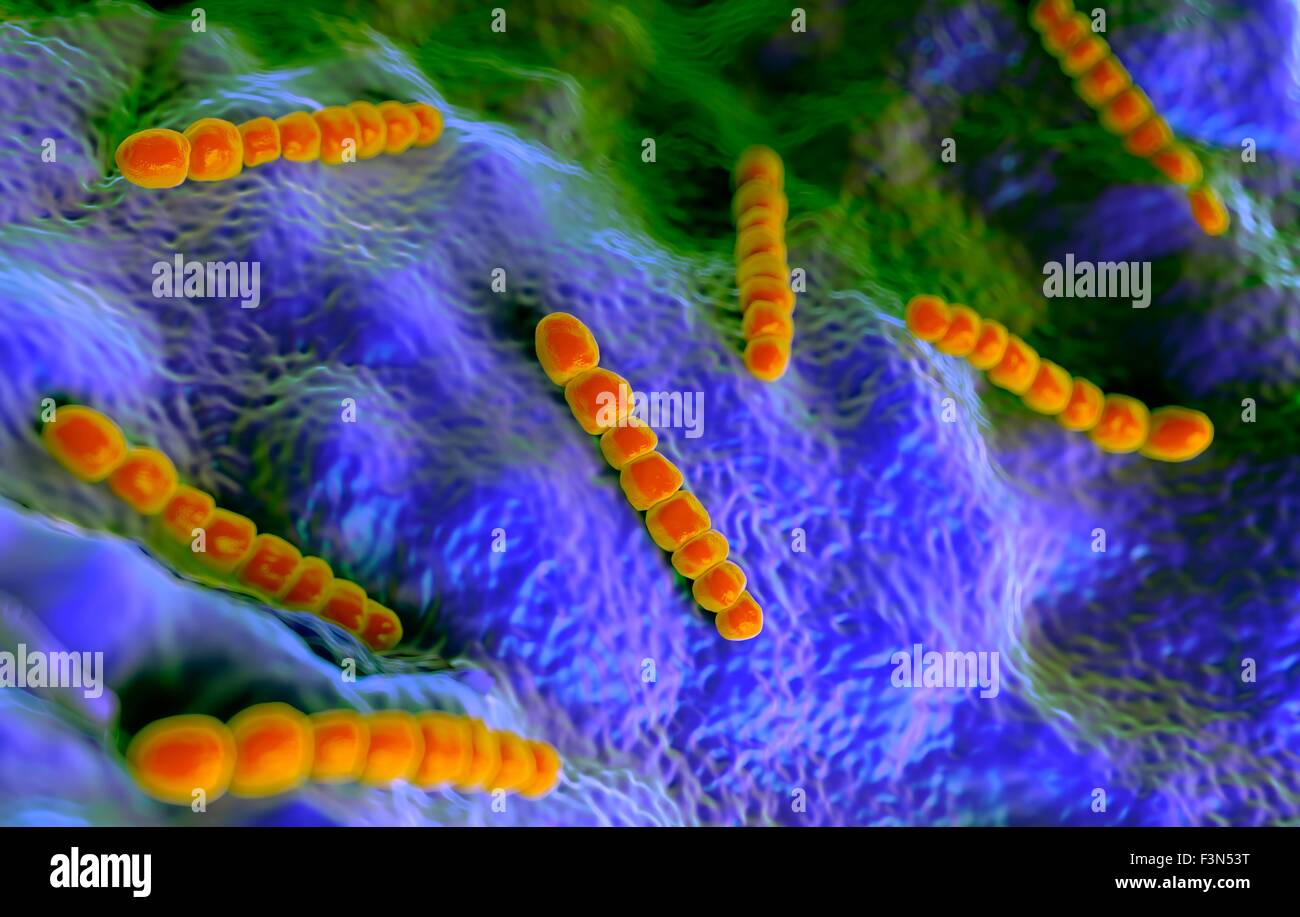 Streptococcus pneumoniae bacteria hi-res stock photography and images ...