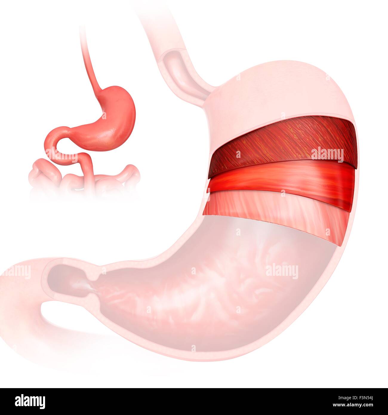 Stomach layers and small intestine Stock Photo