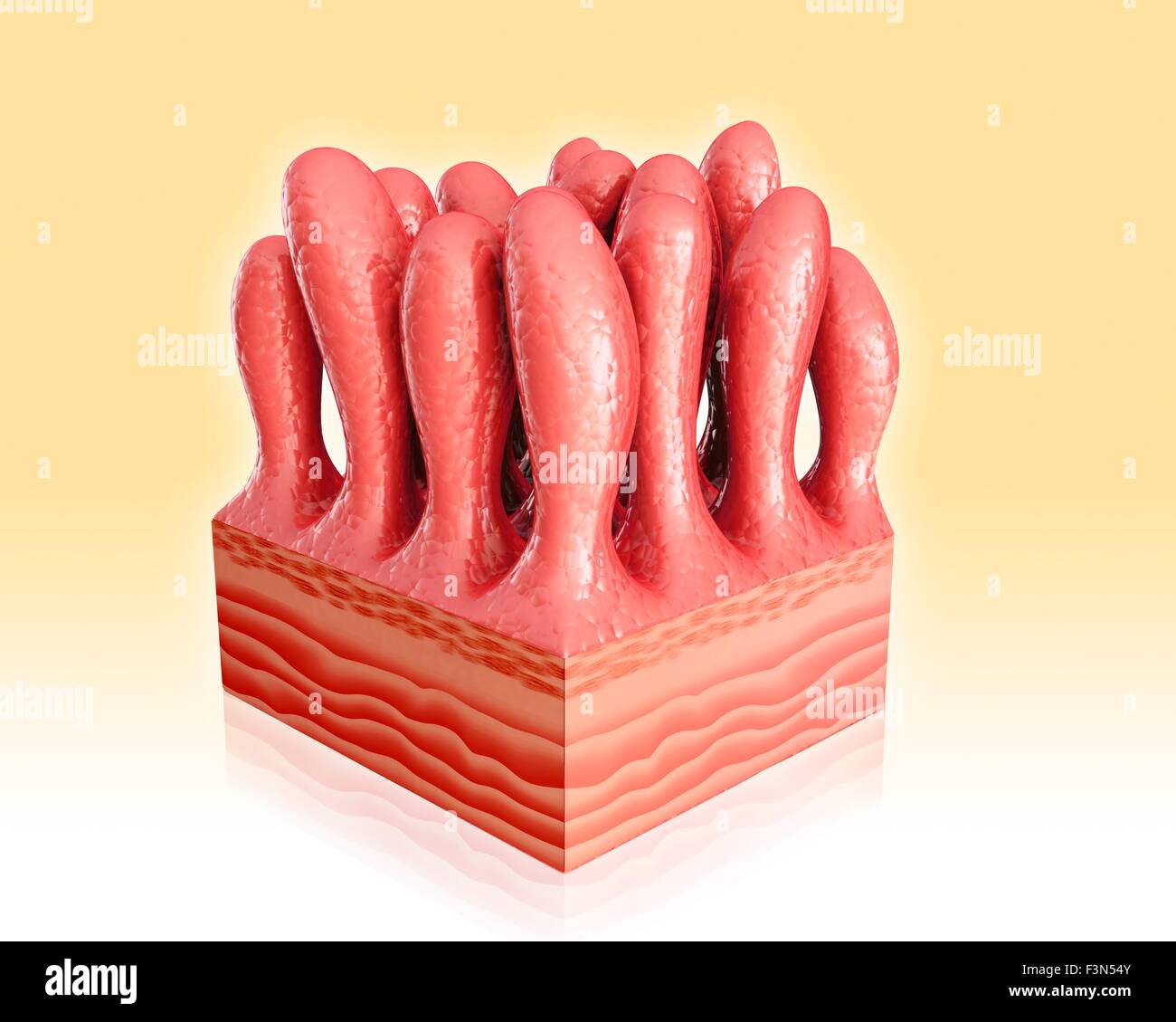 Intestinal Crypt Cartoon Cartoon Villi