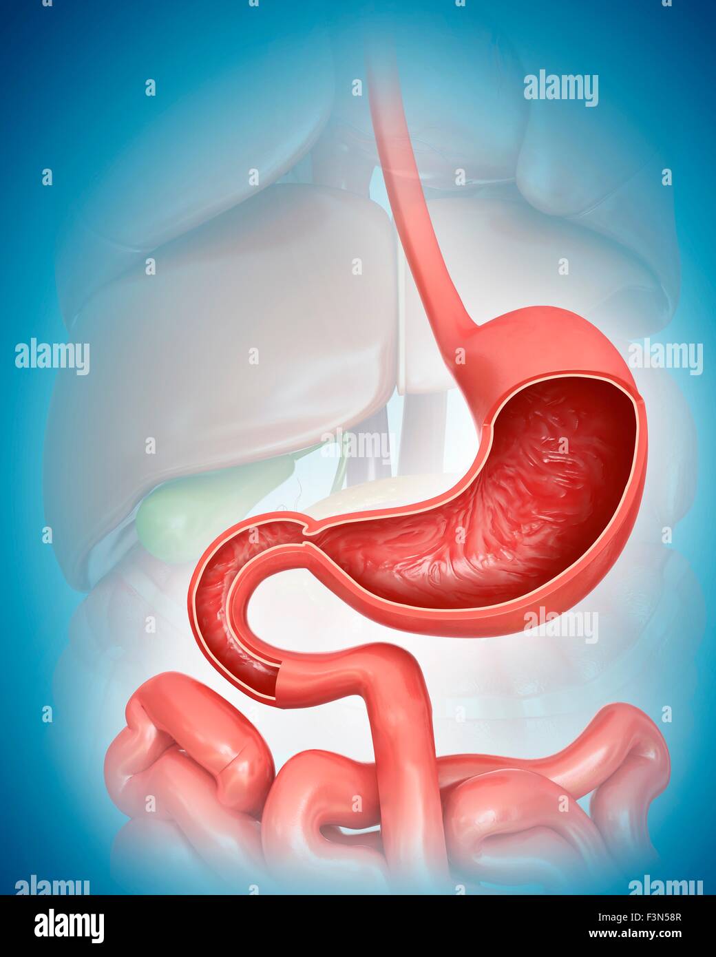 Human stomach cross section hi-res stock photography and images - Alamy