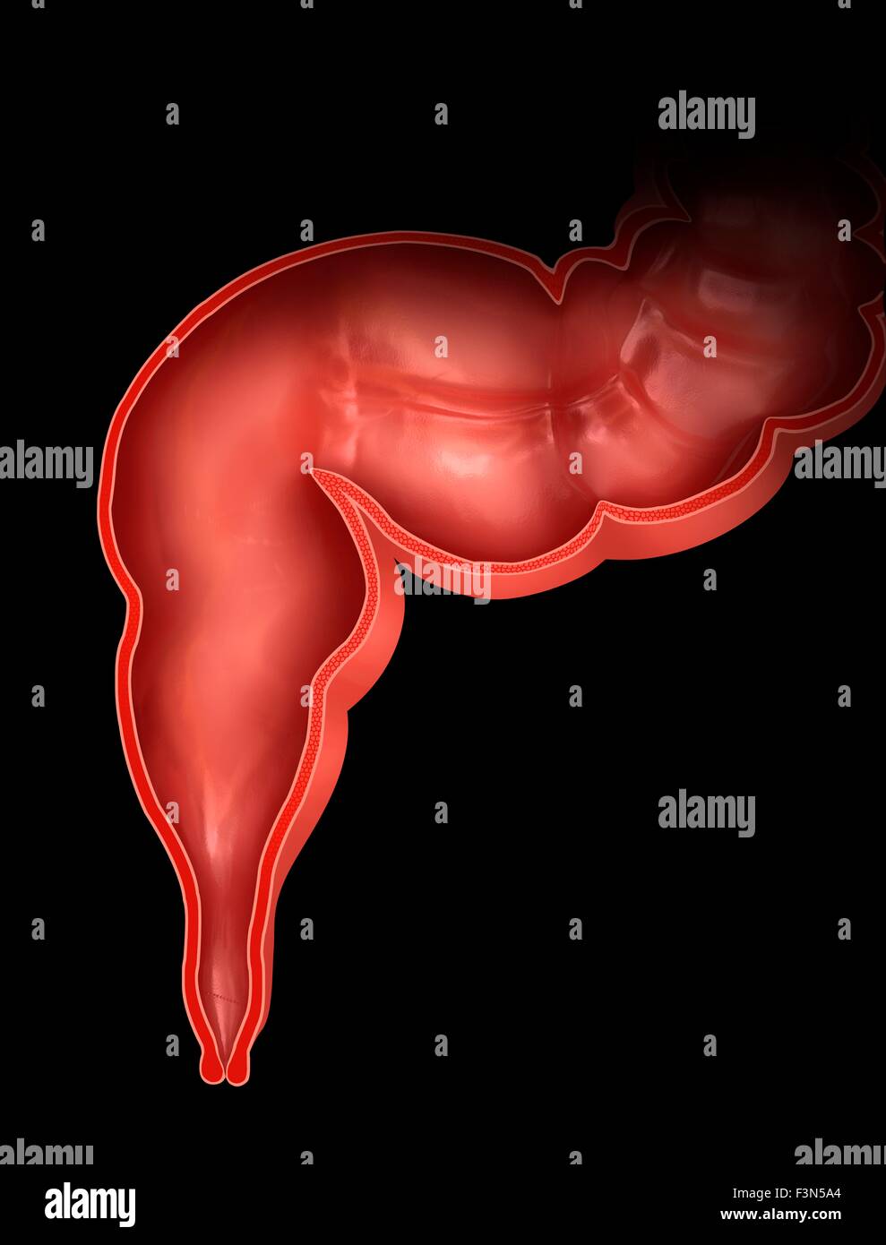 Cross section of colon, illustration Stock Photo - Alamy