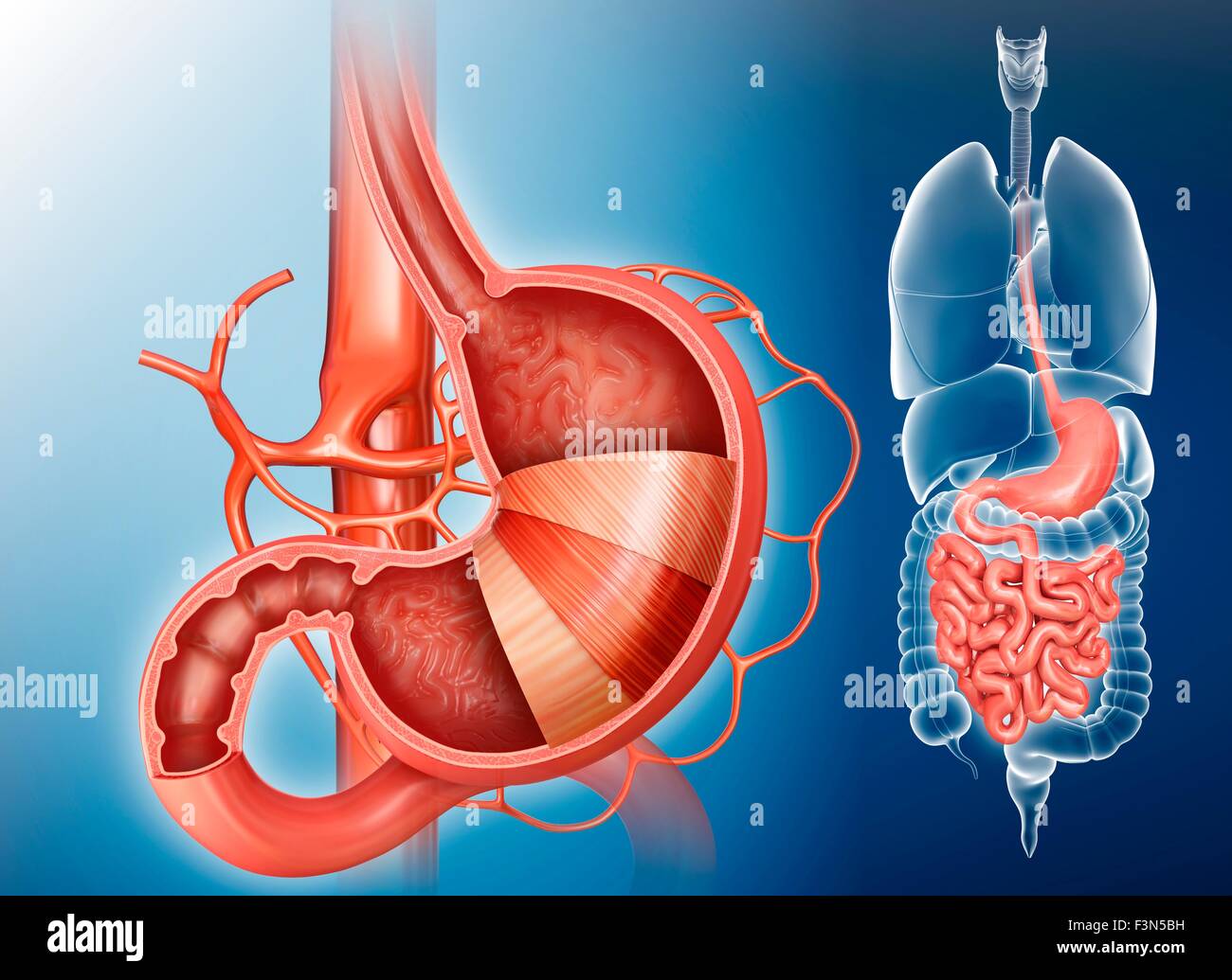 Ladder Intestine Stomach layers and small intestine Stock Photo - Alamy