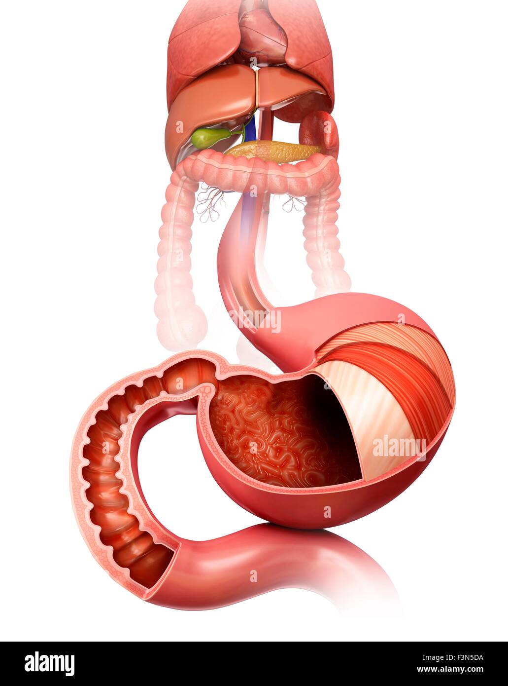Stomach layers and small intestine Stock Photo