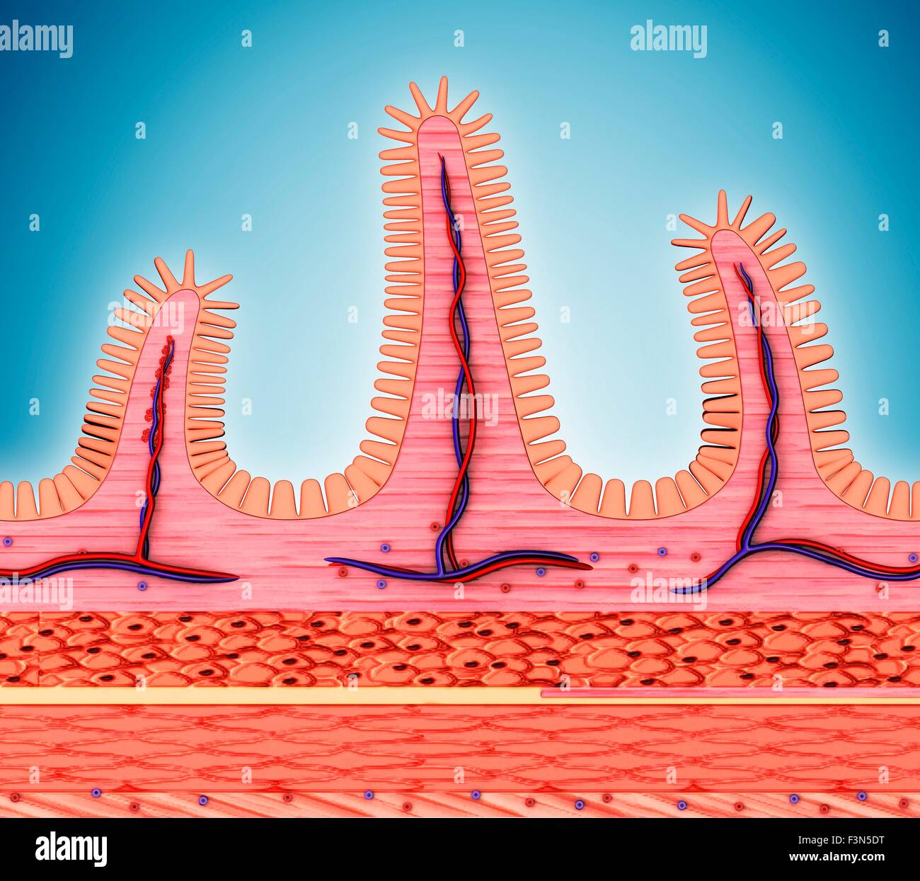 Small intestinal wall, illustration Stock Photo - Alamy