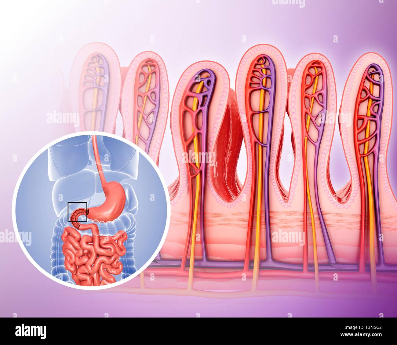 Human small intestine wall hires stock photography and images Alamy