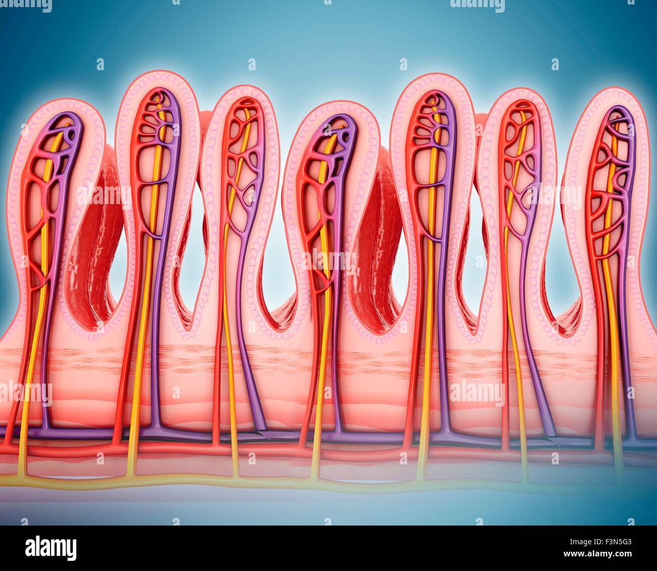 Small intestinal wall, illustration Stock Photo - Alamy