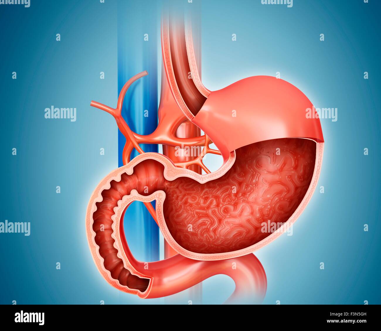 Stomach and small intestine, illustration Stock Photo - Alamy