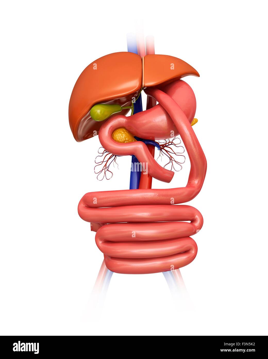 Gastric Bypass, Illustration Stock Photo - Alamy