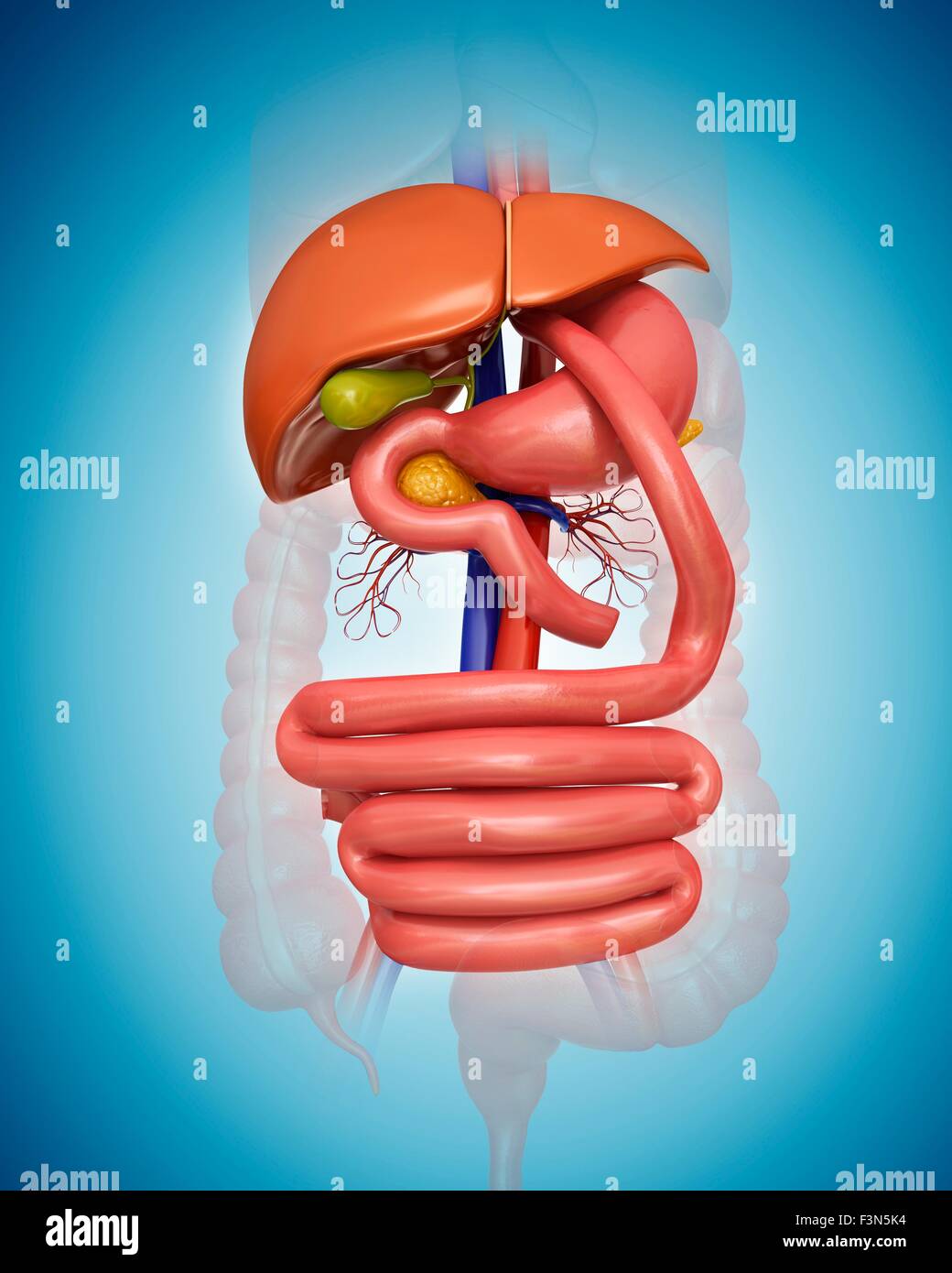Gastric bypass, illustration Stock Photo Alamy