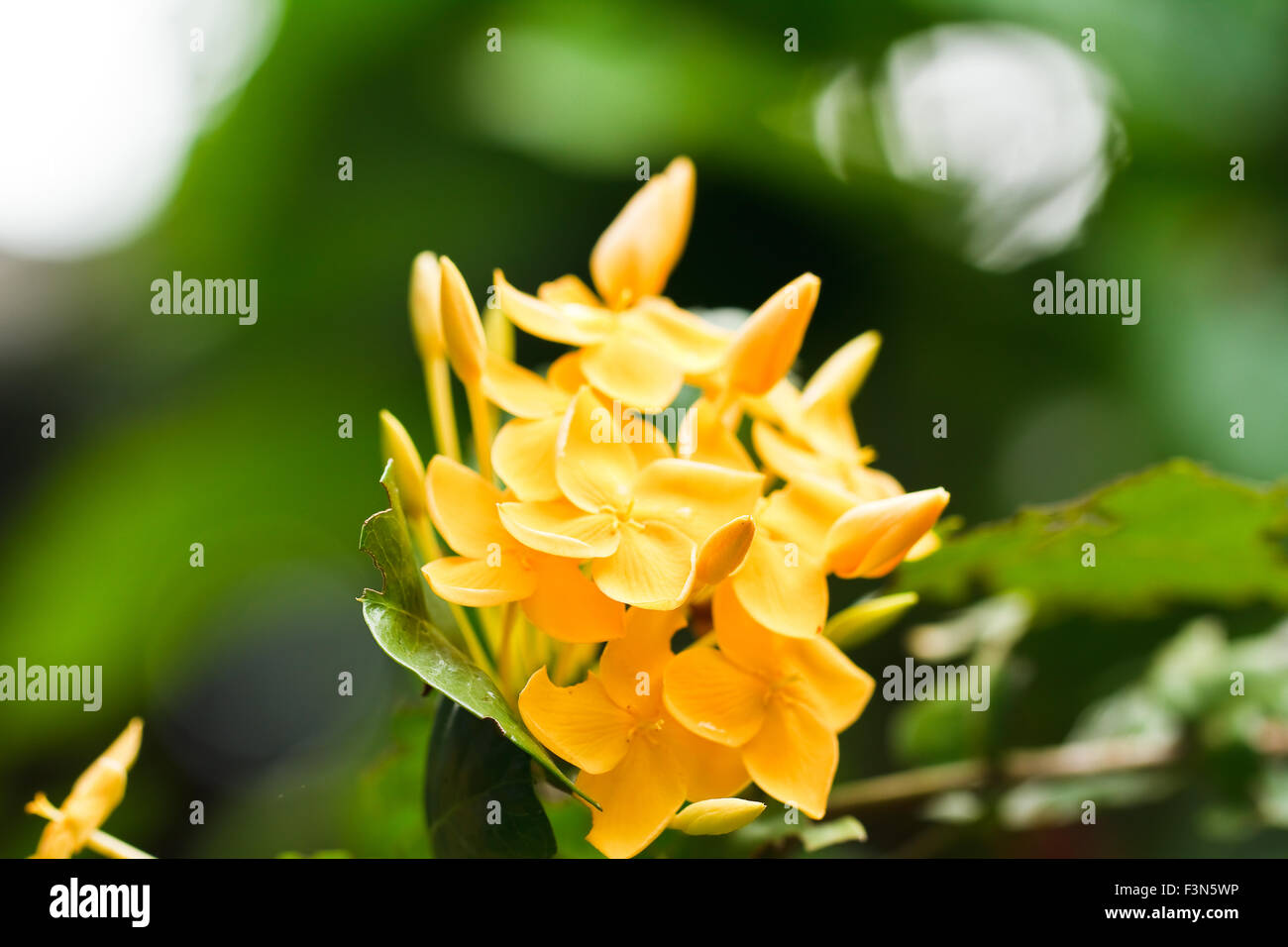 yellow flower spike Stock Photo Alamy
