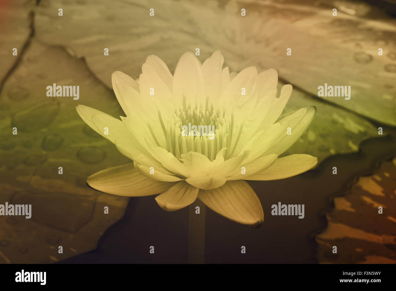 Yellow water lily Stock Photo Alamy