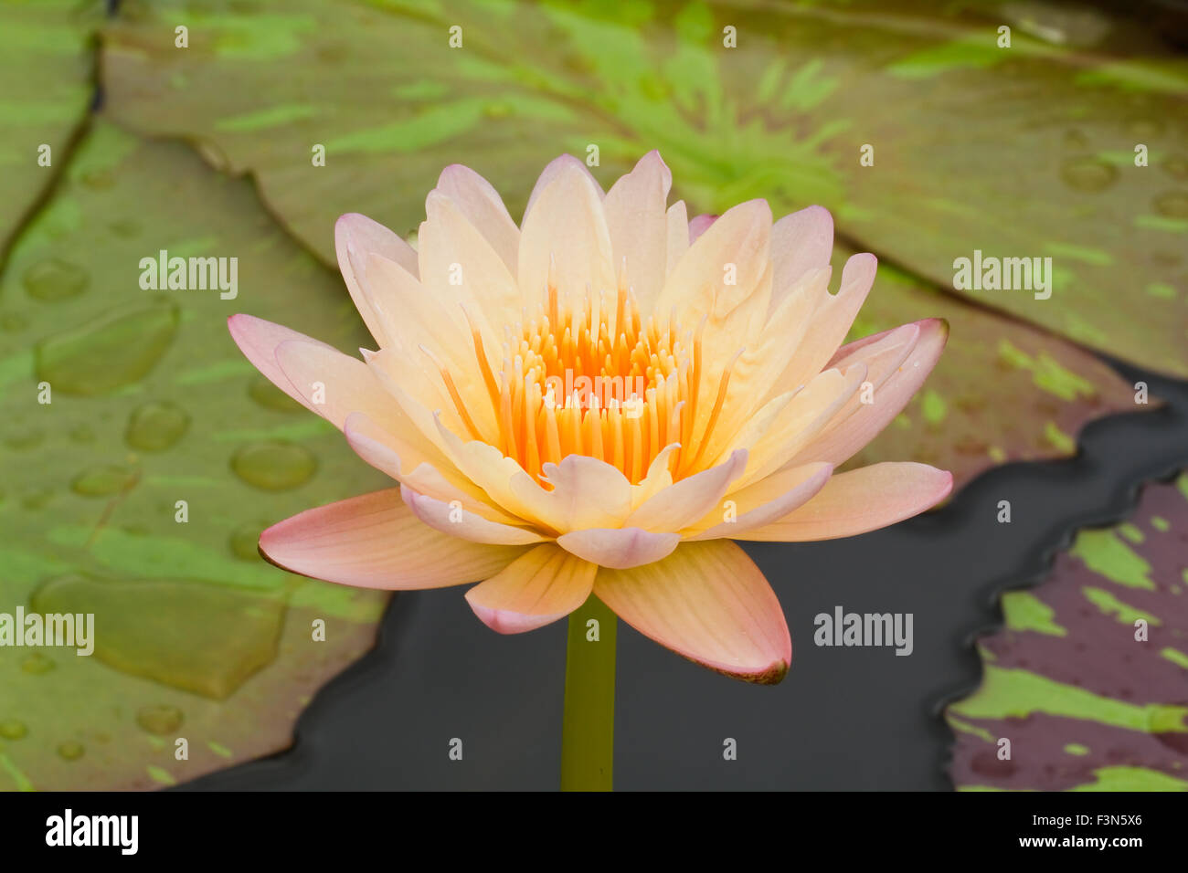 Yellow water lily Stock Photo Alamy