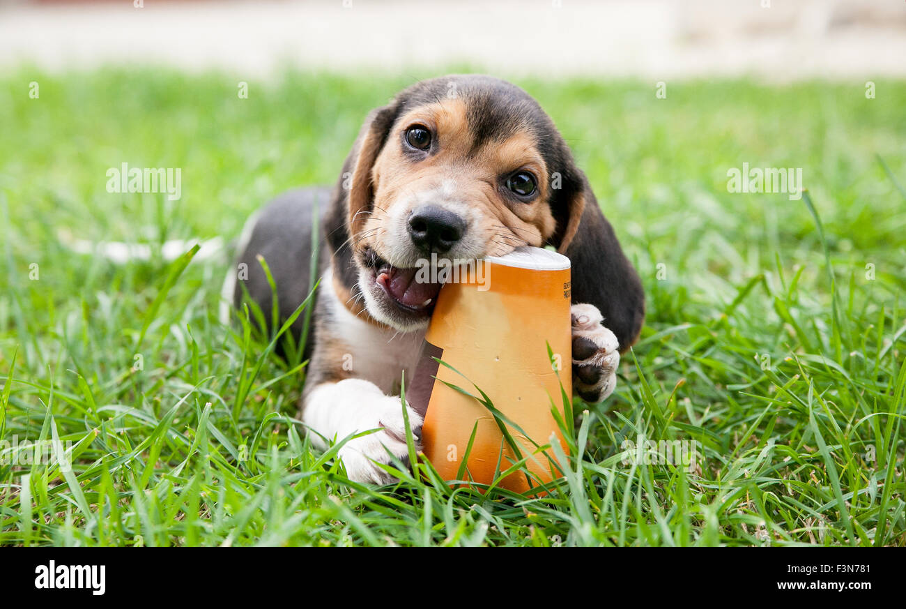 Why Does My Dog Chew Paper