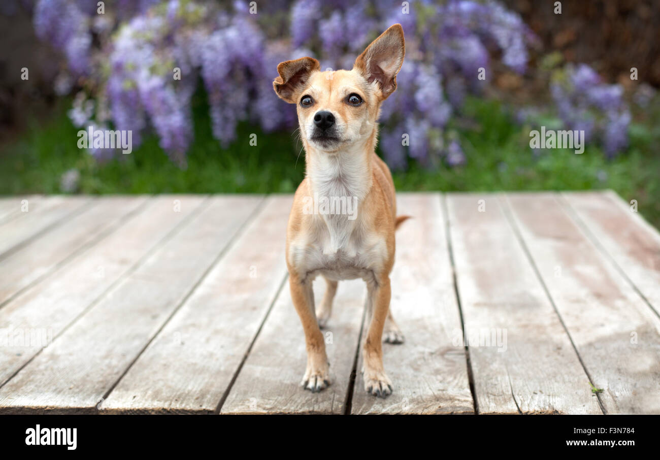 little pet chihuahua dog stands on deck of wood boards with her ear up in front of wisteria. Stock Photo