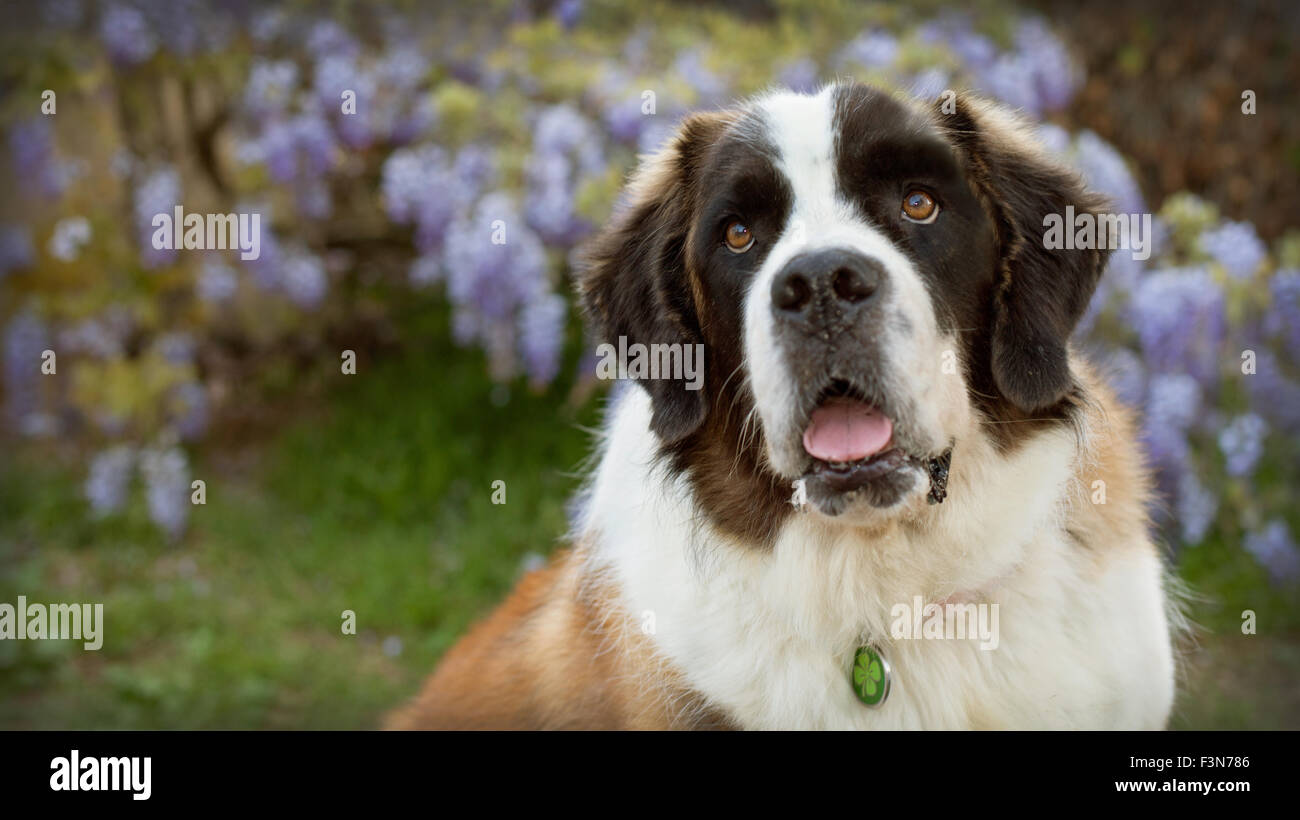 large St. Bernard Dog looks up in front of purple  wisteria vine flowers with mouth open Stock Photo