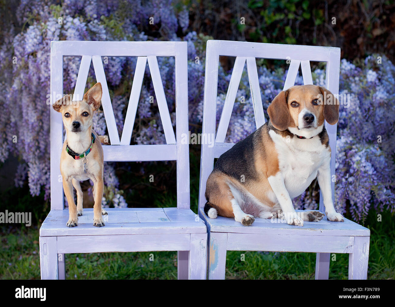2 dogs sitting on 2 wooden lavender chairs in front of wisteria vine flowers Stock Photo