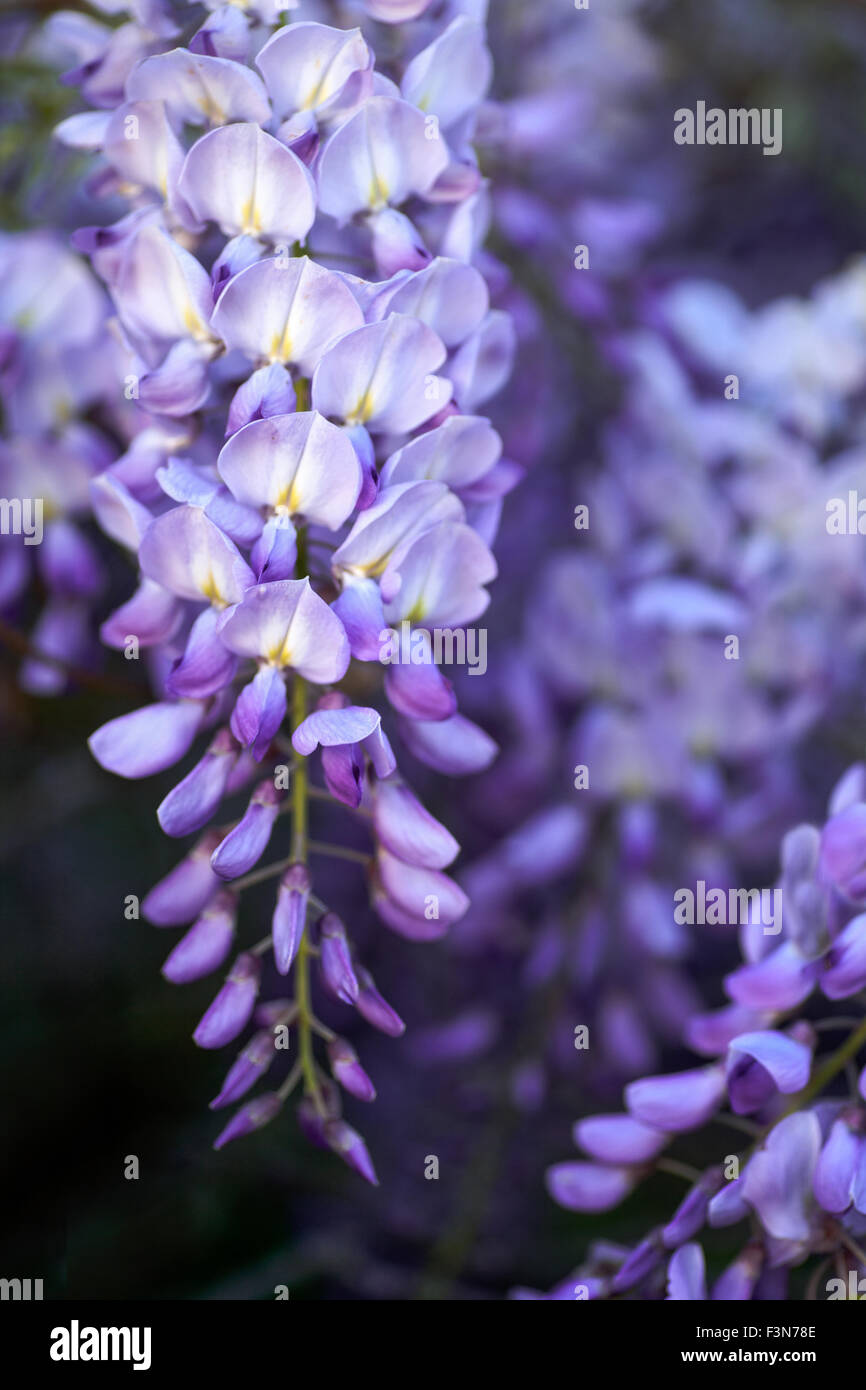 Single stem of Wisteria Vine Flower hanging down against a blurred