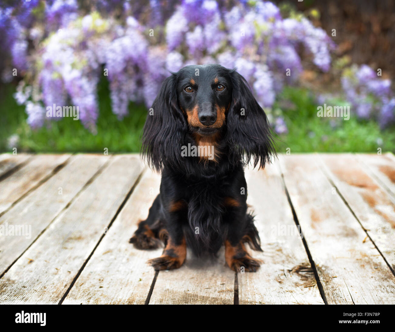 Long haired dachshund dog sitting on wooden boards in front of  purple wisteria vine flowers Stock Photo