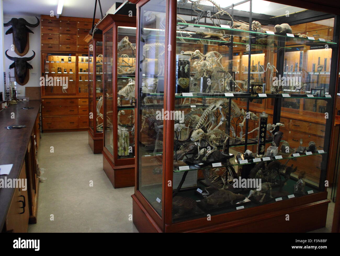 Zoological specimens displayed in glass cabinets inside The Alfred Denny Zoological Museum at The University of Sheffield, UK Stock Photo