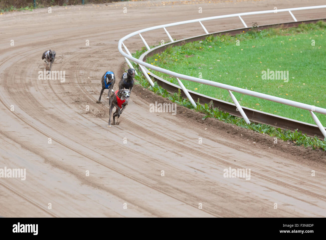 Greyhound dogs racing stock photo alamy