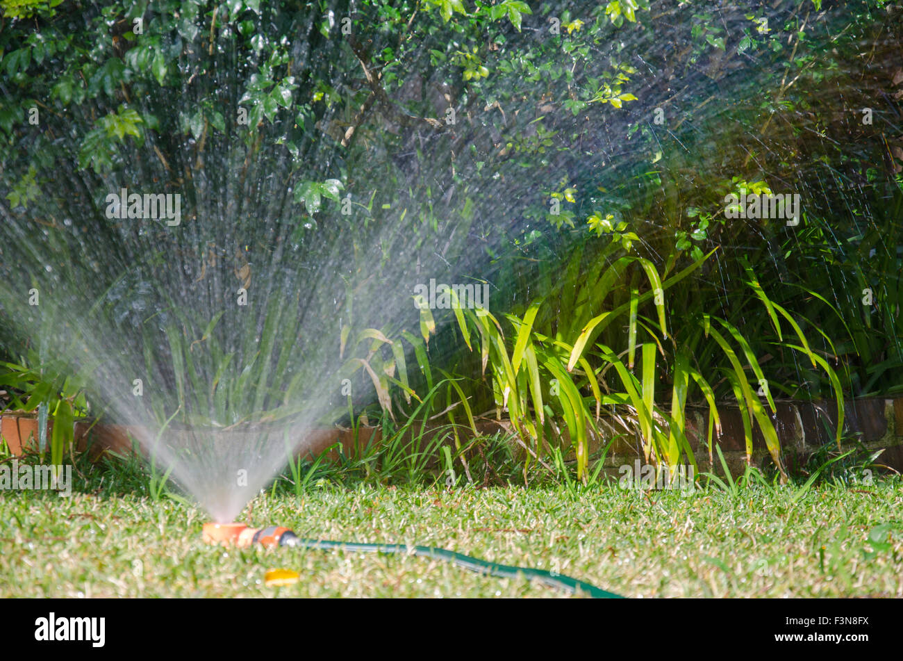 A garden sprinkler on St. Augustine (Palmetto) grass. Sprinklers are very common in Australian backyards as a way to water gardens and lawns. Stock Photo