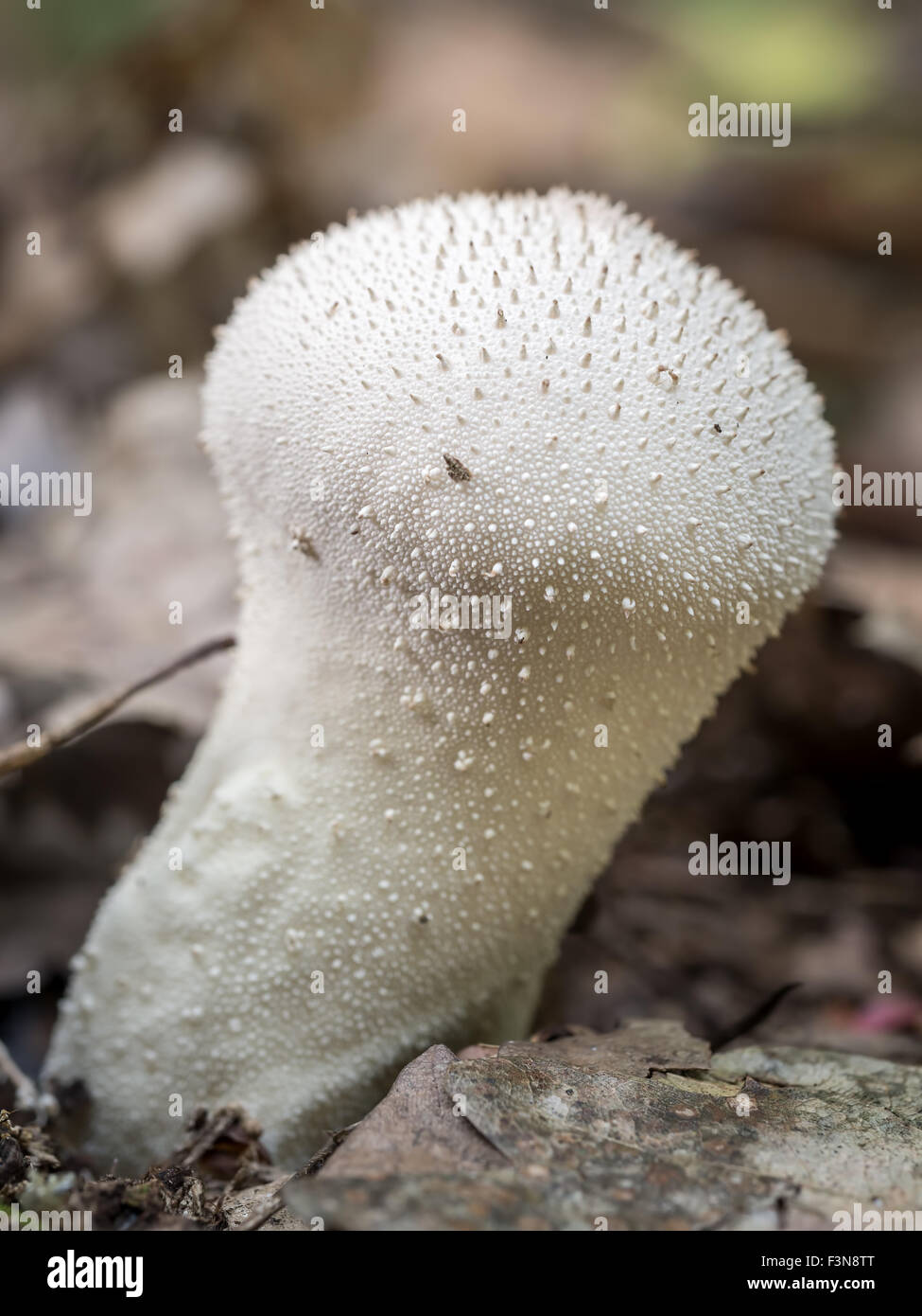 Macro shot of young Pestle Puffball mushroom growing in the forest Stock Photo