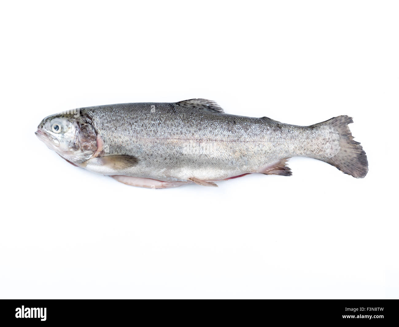 Rainbow trout isolated on white background Stock Photo