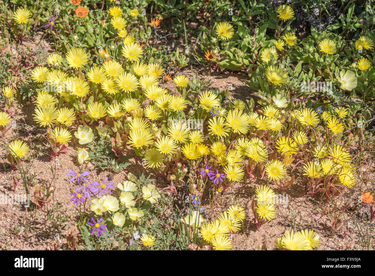 Flowers of the yellow sandslaai, Cleretum schlechtereri, an annual herb growing at Skilpad in the Namaqua National Park in South Stock Photo
